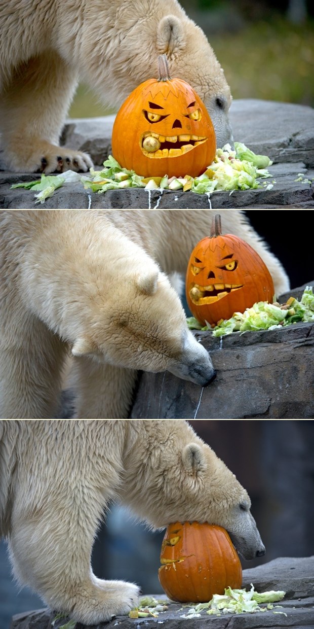 Polarni medo Sprinter uživa u čarima Noći vještica 