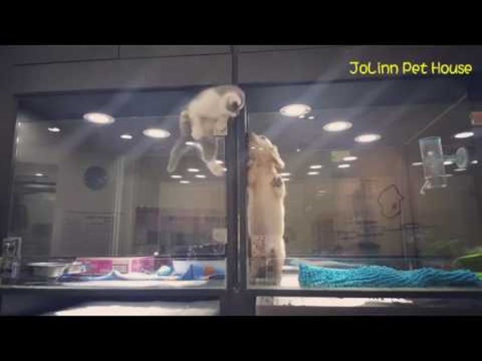 Akrobatska maca pobjegla iz kaveza, pogledajte snimku gdje su je našli!