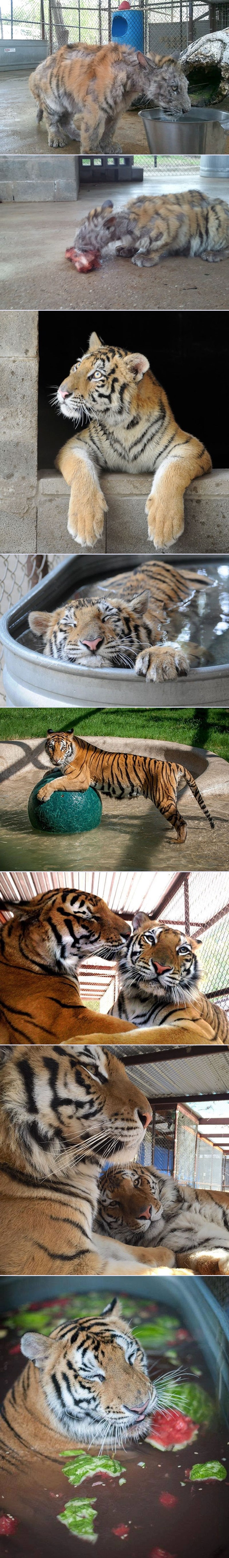 Bolesni tigrić iz cirkusa bio je samo četvrtinu prave veličine, danas je prelijepa maca s dečkom!