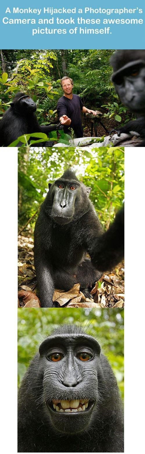 Majmun oteo fotić i napravio vlastiti portret?