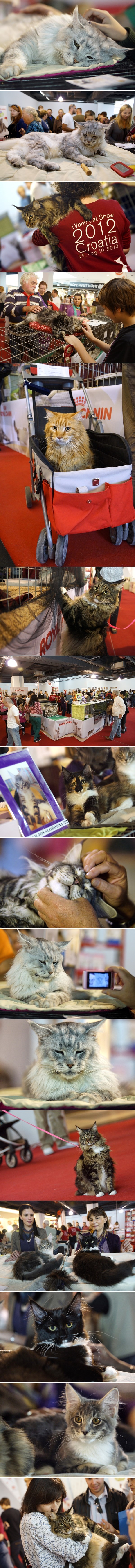 Prekrasne mačke na revijalnoj izložbi u Zagrebu