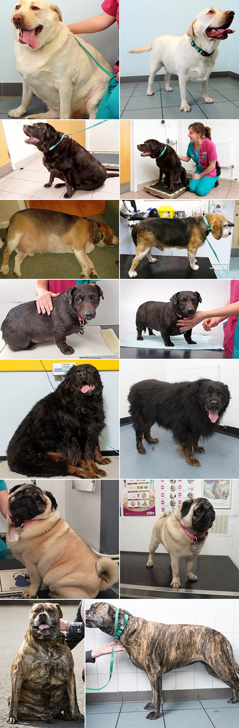 SMRŠAVIT' JE LAKO, PITAJ PSA KAKO: Šest mjeseci vježbanja za debele pse dalo odlične rezultate