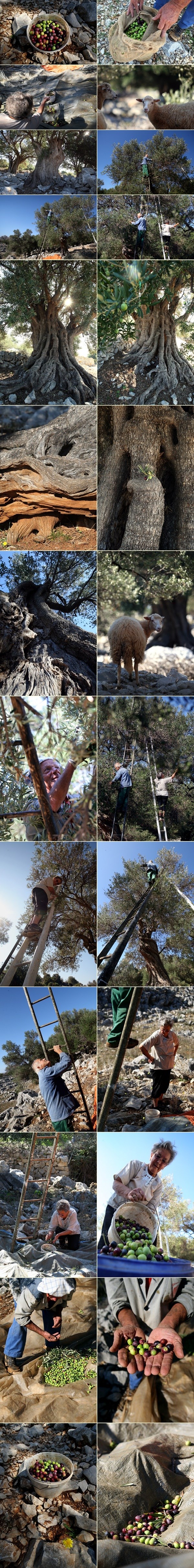 Berba maslina u najstarijem i najvećem hrvatskom masliniku