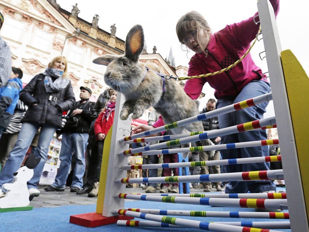Zecu dosta jaja, izabrao sportsku karijeru