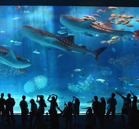 Kuroshio Sea: Jedan od najljepših akvarija na svijetu