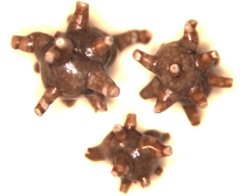 Kakav je ovo pikavi užas?