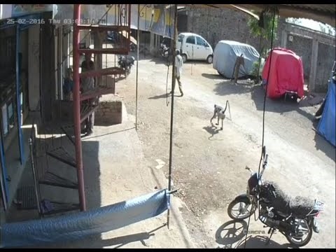 On se ovome nije nadao - majmunska posla 