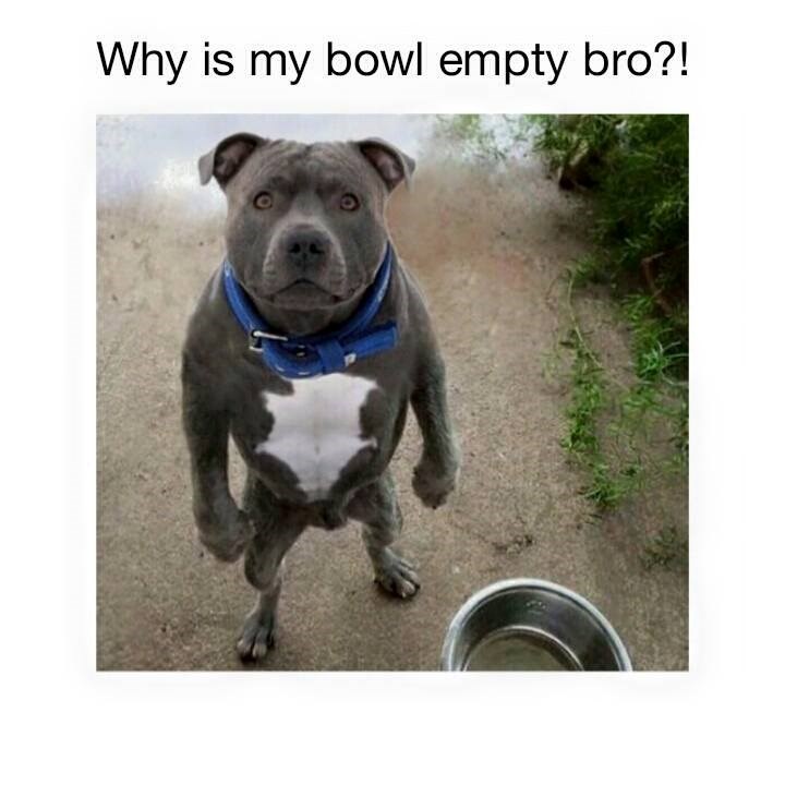 Nemarni vlasnici kad-tad završe na ovakvom razgovoru kod ljubimca