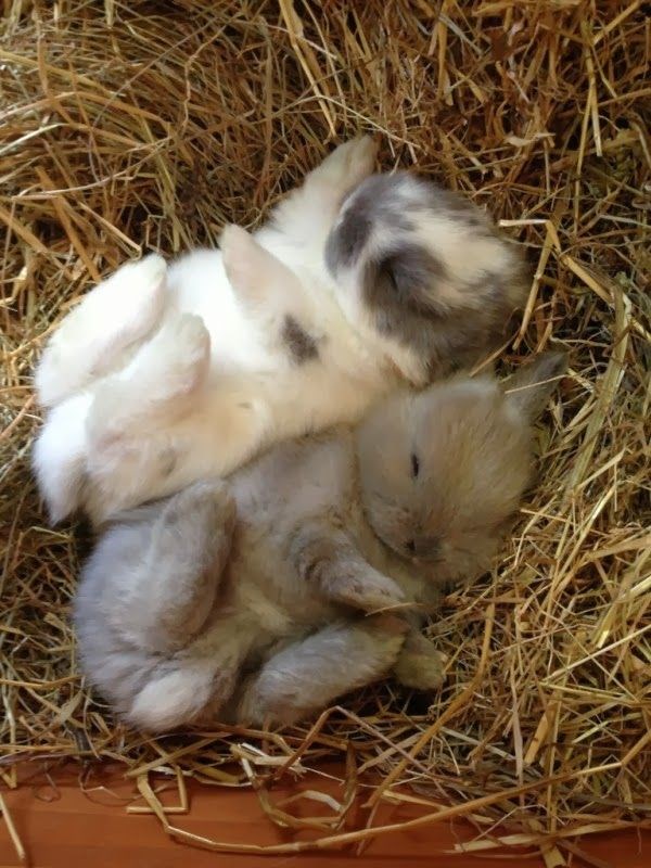 Blaženi zečji spavanac u sijenu