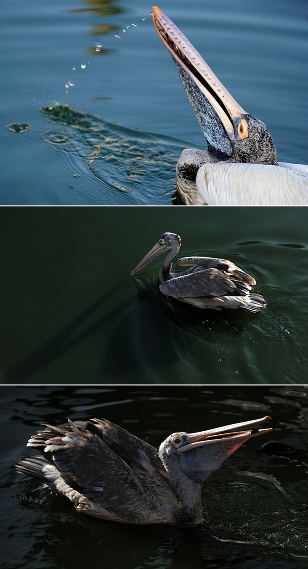 Pelikan uživa u brčkanju