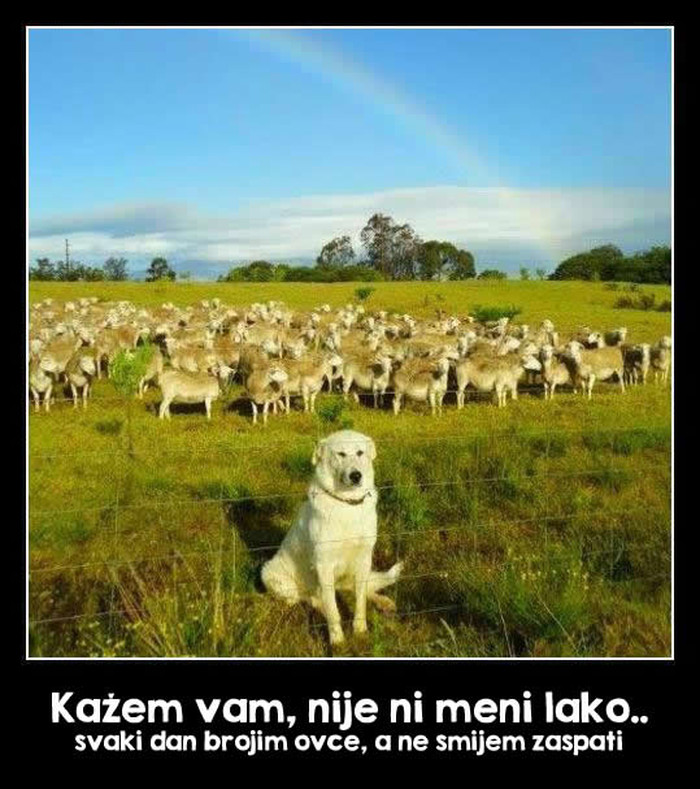 Ovčarska jadikovka