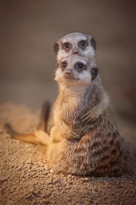 Djedica i bakica zajedno do kraja