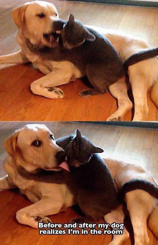 Prije i nakon što pas skuži da si u sobi