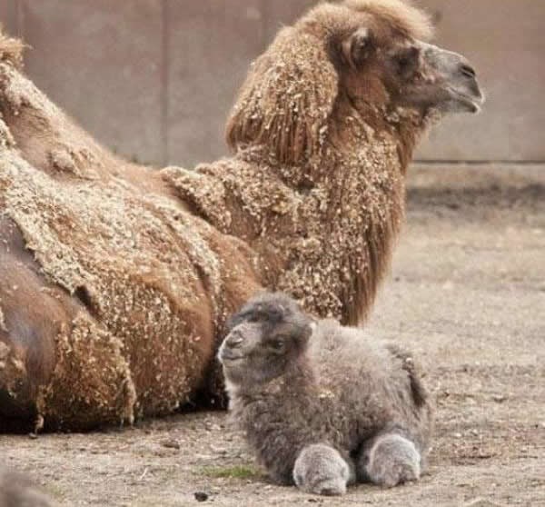 Najslađa stvar u svemiru je beba deva