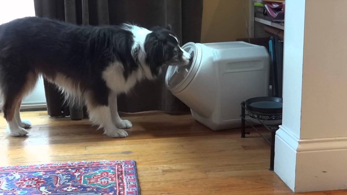 VIDEO Kupili su spremnik za hranu koju psi navodno ne znaju otvoriti, evo što je snimila kamera!