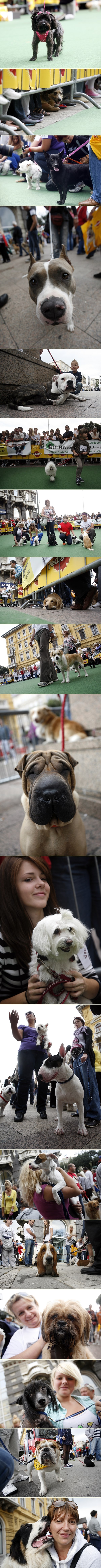 Preslatki psi na izložbi u Rijeci