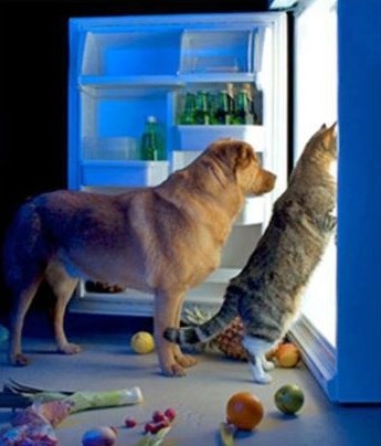 Znaš, pas, zlo mi od ovih ljudi, opet su na dijeti!