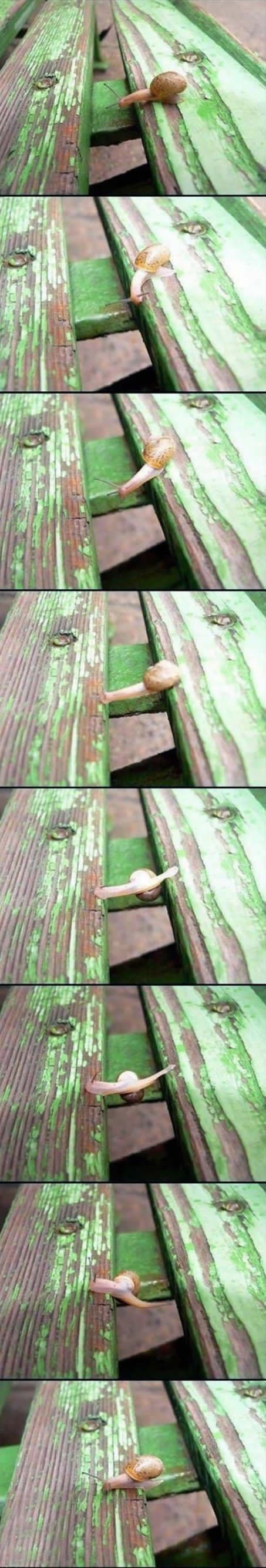 Neustrašivi puž izveo nemoguće, ali jaaako polaaaako