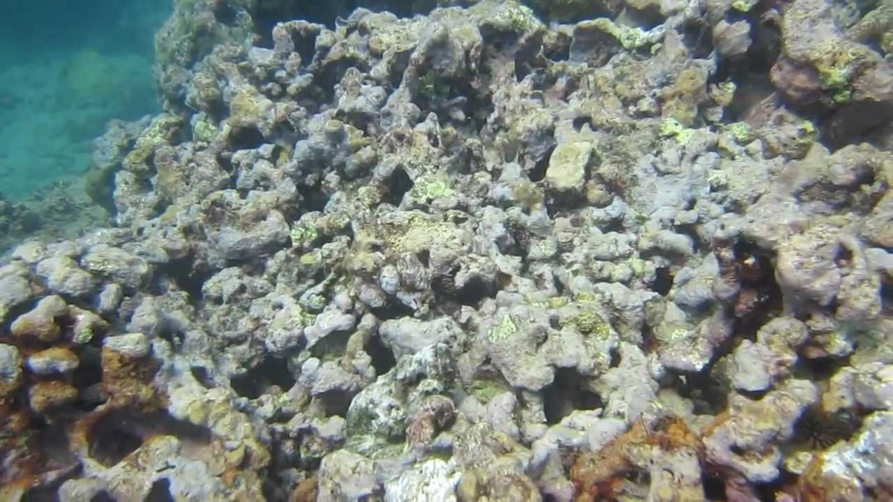 VIDEO: Možete li pronaći neman?