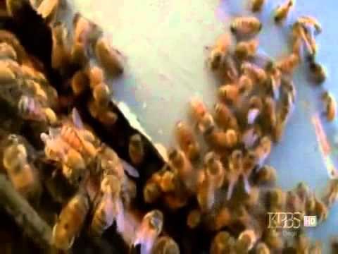 DOKUMENTARAC: "Silence of the bees"