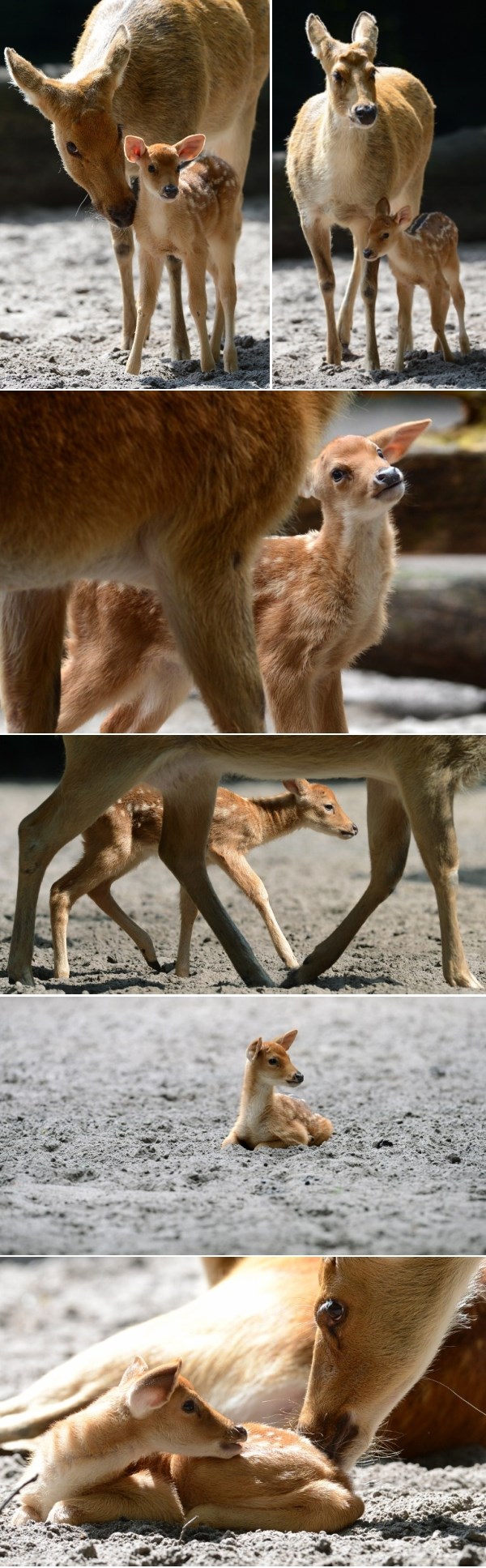 Maleni "Bambi" sramežljivo pozirao uz mamu