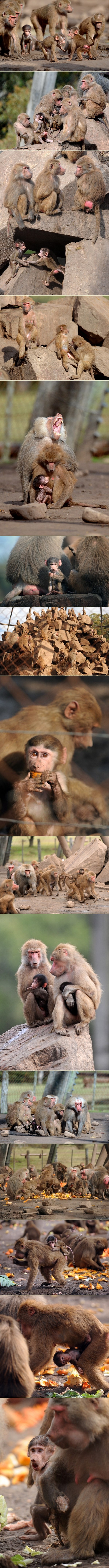Majmunski "baby boom" u urugvajskom ZOO-u