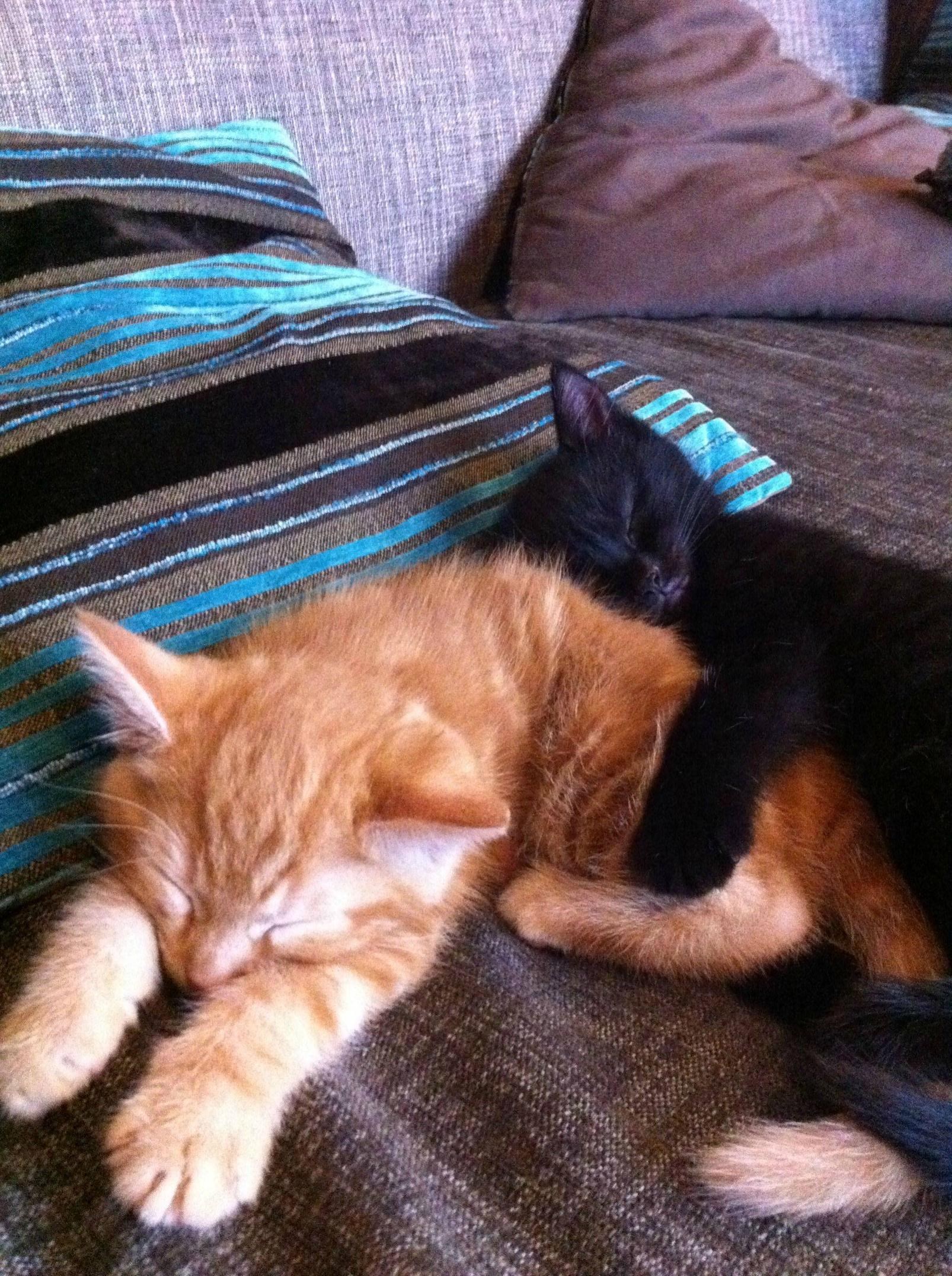 Bratska ljubav ne popušta ni u snu