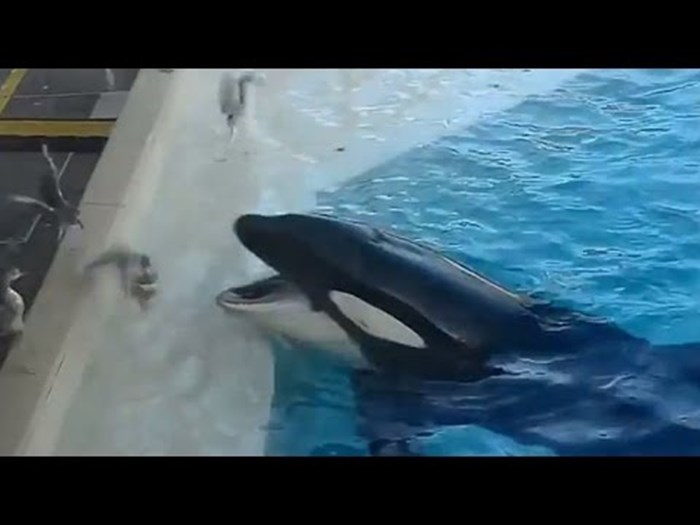VIDEO: Nevjerojatna lukavost orke uhvaćena kamerom - namamio pticu u zamku!