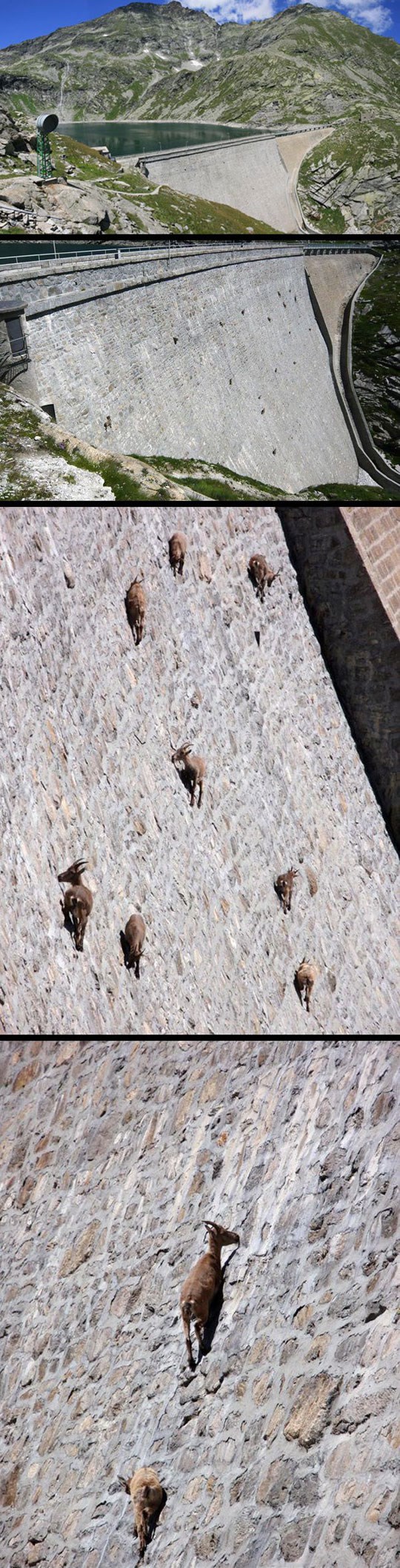 Možete li zamisliti gdje sve ove "lude" koze skakuću?