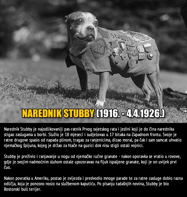 Legenda o psu-ratniku: Zbog hrabrosti u borbi dobio čin