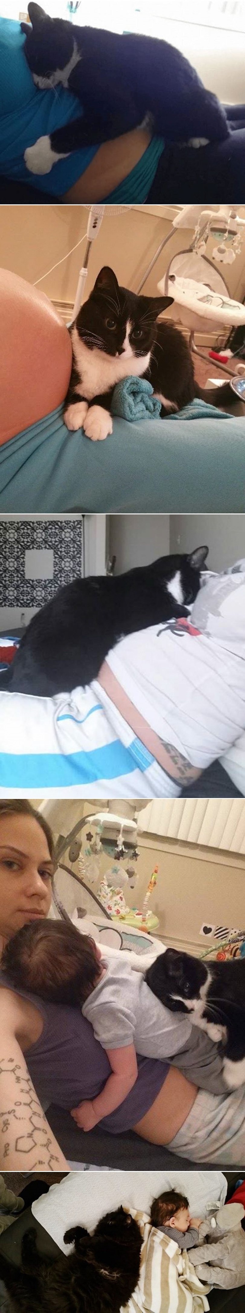 Udomili macu, postala im dadilja