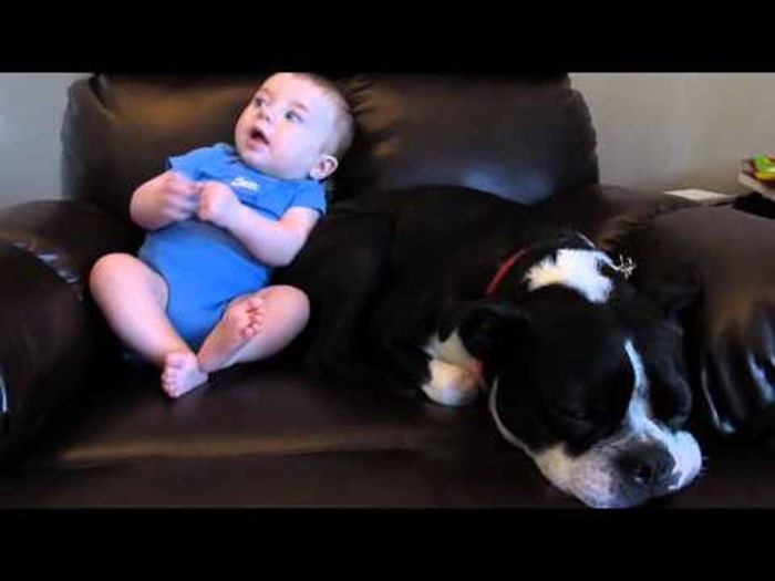 VIDEO Pospani pas je vlasnicu nasmijao reakcijom nakon što se beba kraj njega ukakila u gaće!