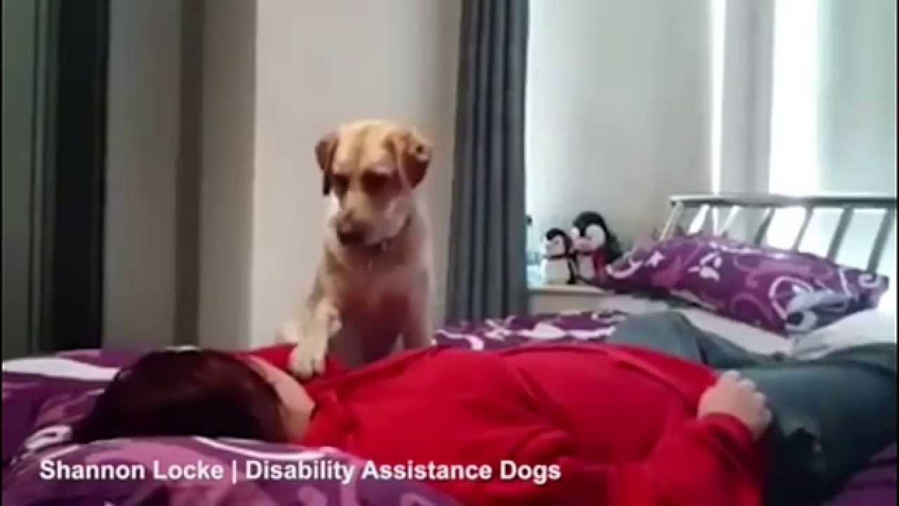 VIDEO: Nevjerojatna snimka psa koji upozorava i pomaže tijekom epileptičnog napada!