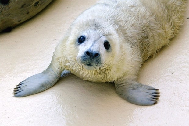 Preslatki mali tuljan