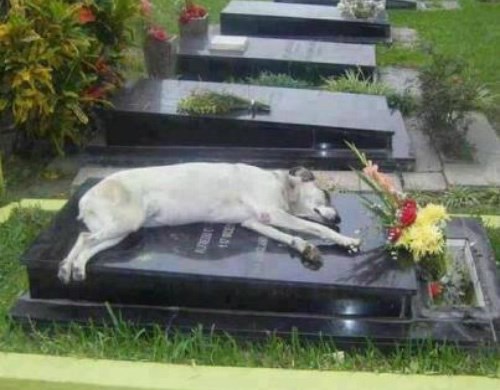 Ljubav do neba: Šest godina dolazi spavati na vlasnikov grob