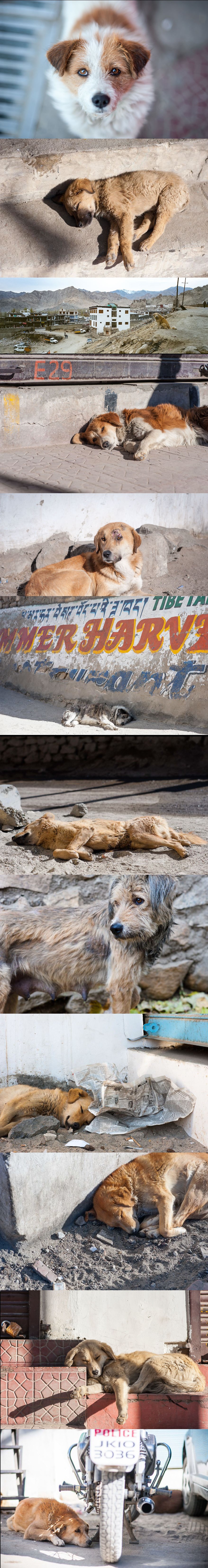 Fotografije napuštenih pasa koje će vam slomiti srce 