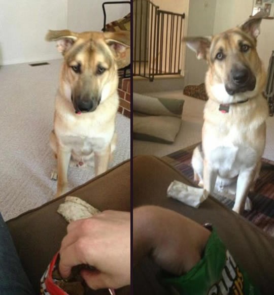 Pametni peso voli čips, pa bi se mijenjao za zalogaj