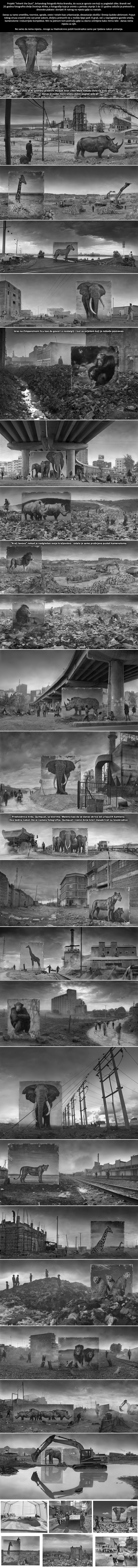 Fotografije "duhova" životinja