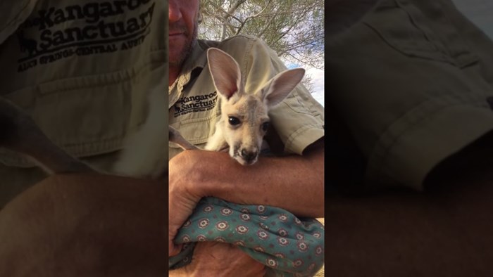 VIDEO Mali klokan koji je ostao bez mame obožava svoju novu vreću za spavanje