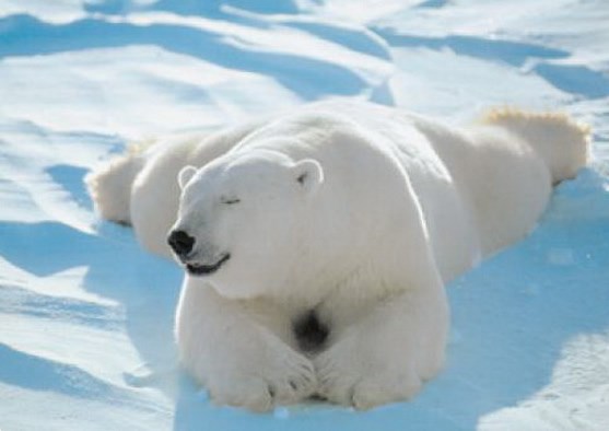 Kako ću se u zimski san uvaljat', e, k'o zaklan!