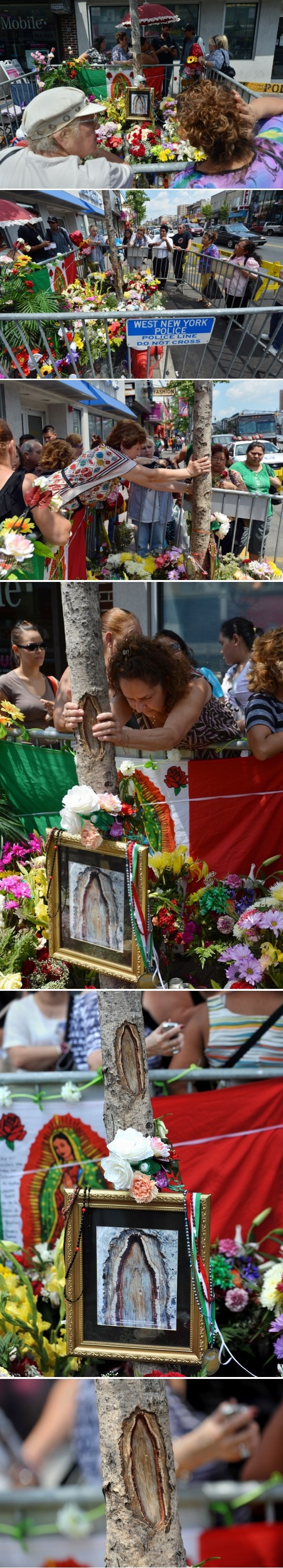 Pohrlili pred drvo u New Yorku uvjereni da se ukazala Gospa