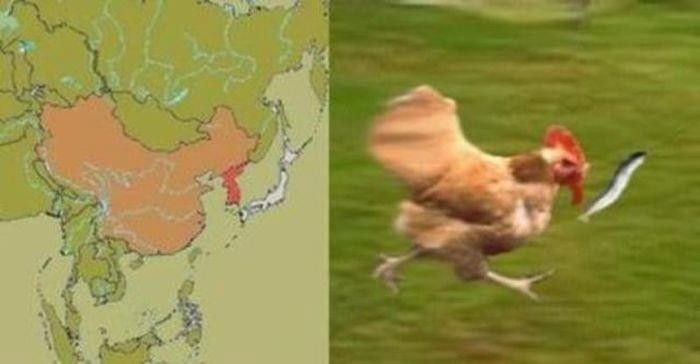 Zla kineska kokoš lovi Japance