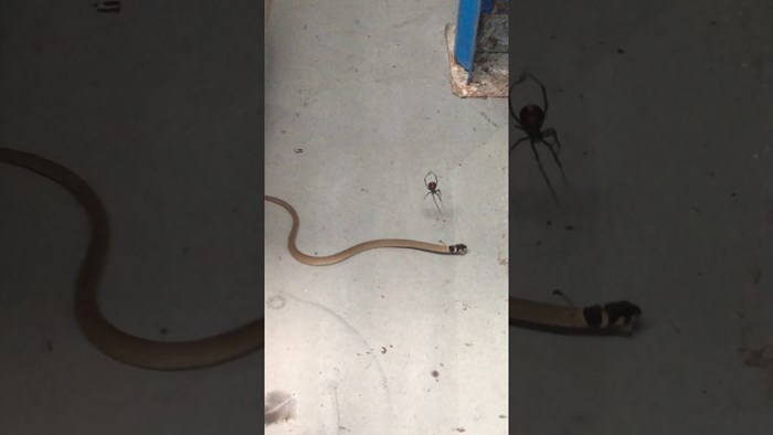 VIDEO Je li ovo moguće?! Pauk "ulovio" zmiju, nije se mogla osloboditi!