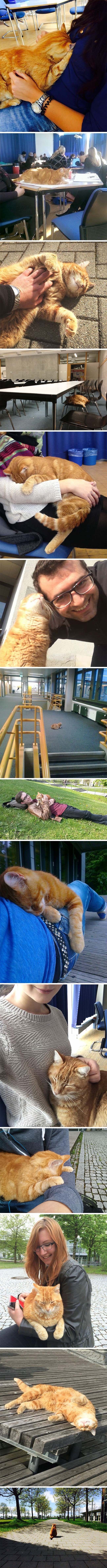 GALERIJA: Ova mačka svaki dan dolazi na fakultet kako bi se mazila
