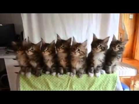 VIDEO: Kad mace promrdaju!