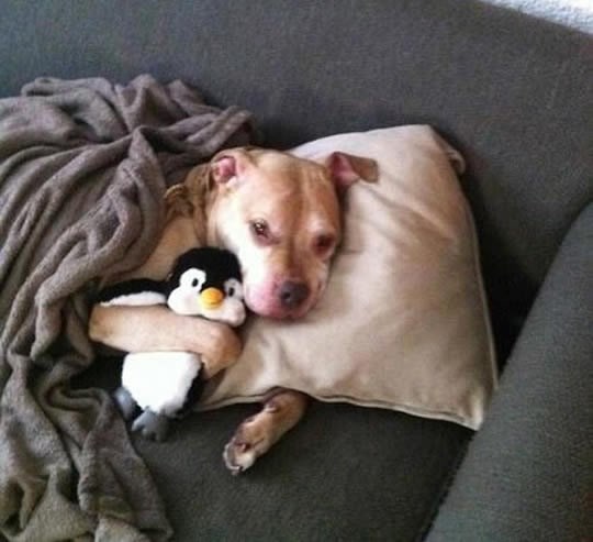 Strašni, krvoločni pitbull u prirodnom okruženju