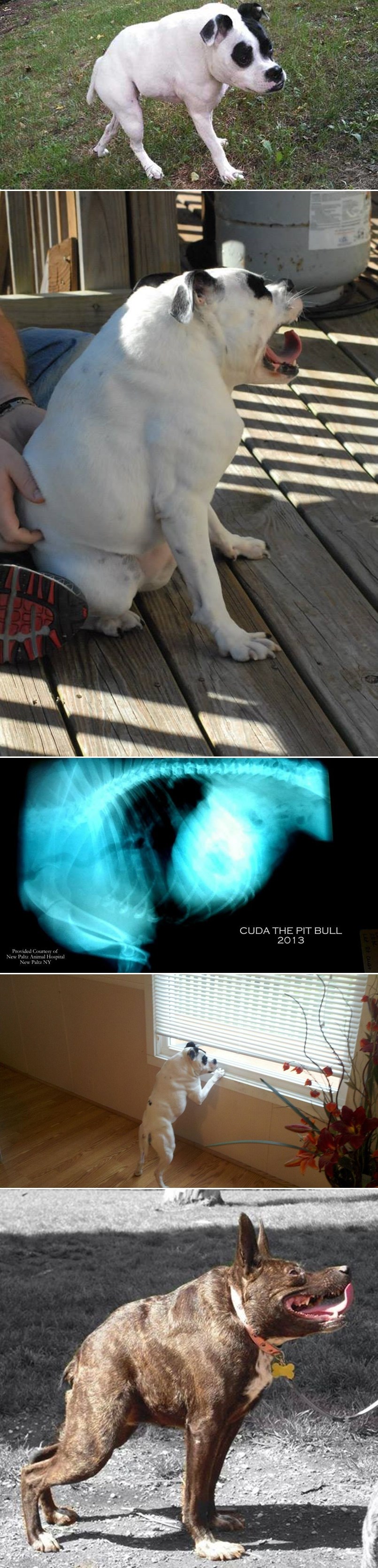 JADNO STVORENJE: Kad su je vidjeli nisu znali je li pas, svinja, žaba...