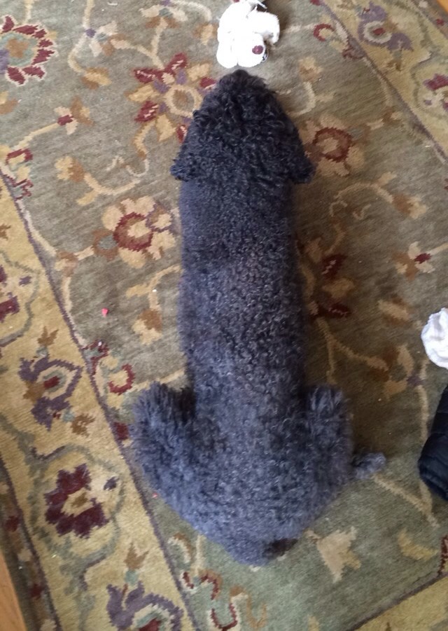 Penis-pas se kamuflirao