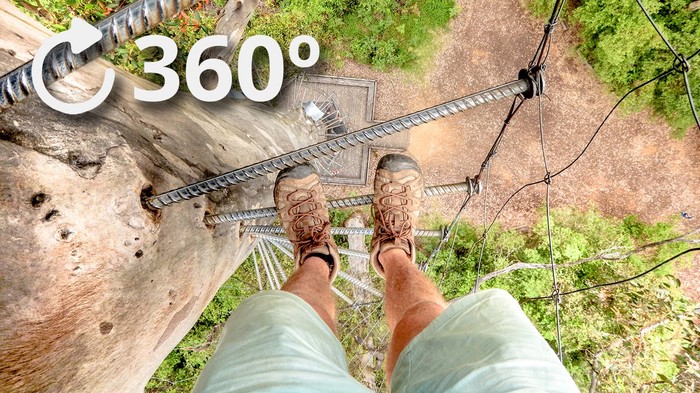 FANTASTIČNA FORA: Popeo se na 75-metarsko drvo, a vi upravljate videom u 360 stupnjeva!
