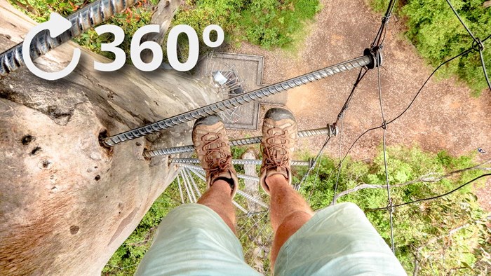 FANTASTIČNA FORA: Popeo se na 75-metarsko drvo, a vi upravljate videom u 360 stupnjeva!